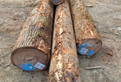 Sometimes the Log Gods Smile on You