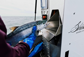 These ingenious new robots are helping fishing crews catch salmon more humanely and sustainably