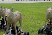The U.S. Military's Robot Coyotes