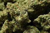 Reclassifying marijuana as a less dangerous drug might only be the first step for Trump