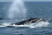 US ocean regulator faces criticism over changes to right whale protection rule