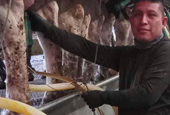 A Vermont dairy farm was raided. Mixed messages from Washington have increased fears
