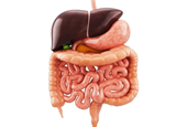 How early immune challenges influence oral and systemic health in children