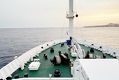 Demand for cruises appears undimmed despite hantavirus and other onboard outbreaks