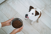 These Cats and Dogs Have the Best Job Ever: Taste-Testing Pet Food for a $17 Billion Industry
