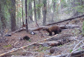 Ongoing fisher research in S.O. now includes trapping, collaring bobcats