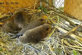 Cowlitz Indian Tribe Successfully Relocates “Kit Cam” Beaver Family