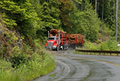 Man sentenced with $1.1M for fake logging company