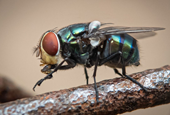 Screwworms have entered the US