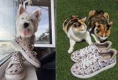Skechers to Reward College Designers with Paws for a Cause Scholarship