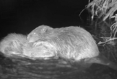 Beavers filmed bonding after release in the wild