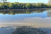 Fears for 'hundreds' of young fish after pollution incident