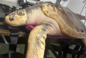 Rare turtle to be sent back home in 5,000-mile 'incredibly emotional' trip