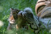 Rare tiger cub from litter of four dies