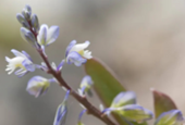 Rare plant makes comeback from brink of extinction