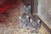 Animal park welcomes four Sumatran tiger cubs