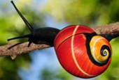 Mission begins to save snails threatened by own beauty