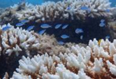 Worst bleaching on record for Western Australian coral reefs