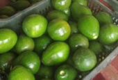 From 'dog fruit' to darling: India's avocado boom