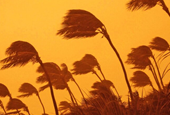 AI tool tracks early hurricane formation