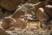 Himalayan wolf-dog hybrids emerge as a threat to wolves and people