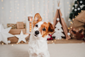 Spend More Time With Your Dog This Christmas