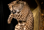 The Curious Animals of Amsterdam’s Art Zoo