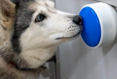 Luisa Ruge, Industrial Designer Pioneering Animal-Centered Design